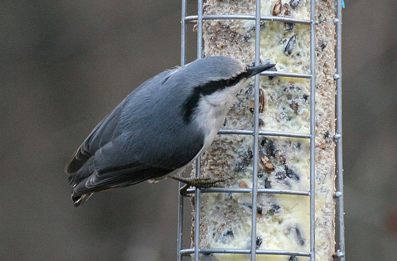 P�hkin�nakkeli Sitta europaeus