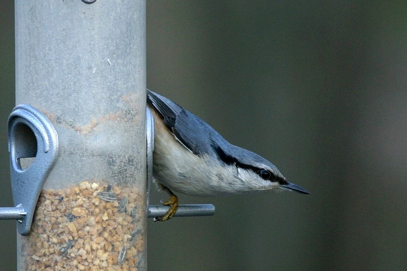 P�hkin�nakkeli Sitta europaeus