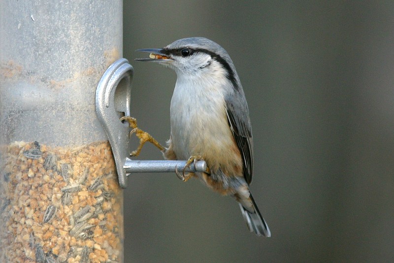 P�hkin�nakkeli Sitta europaeus