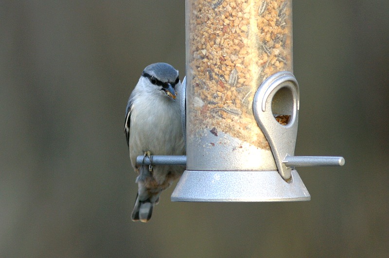 P�hkin�nakkeli Sitta europaeus