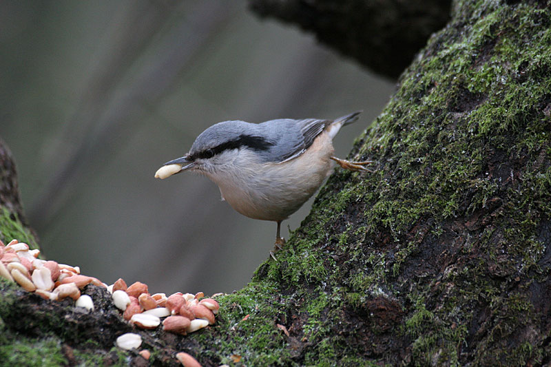 P�hkin�nakkeli Sitta europaeus