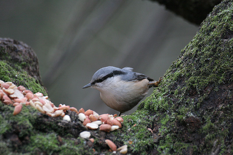 P�hkin�nakkeli Sitta europaeus