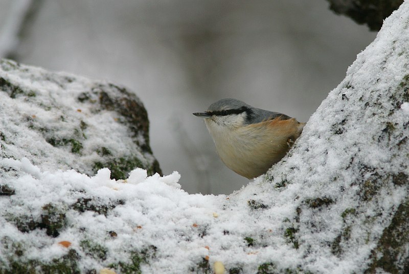 P�hkin�nakkeli Sitta europaeus