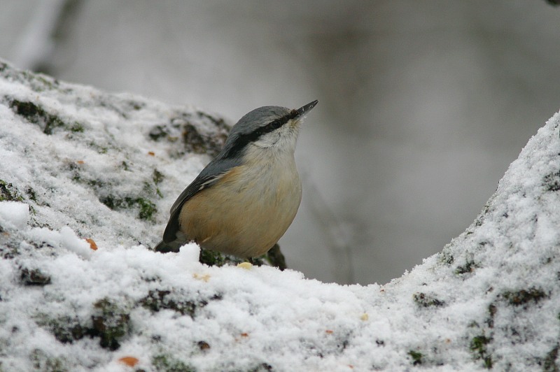 P�hkin�nakkeli Sitta europaeus