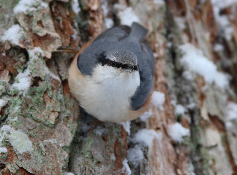 P�hkin�nakkeli Sitta europaeus