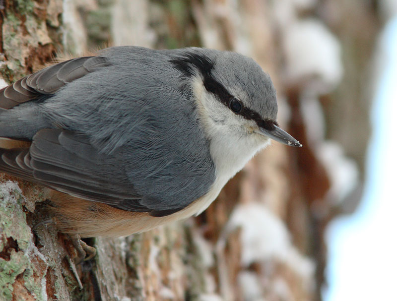 P�hkin�nakkeli Sitta europaeus