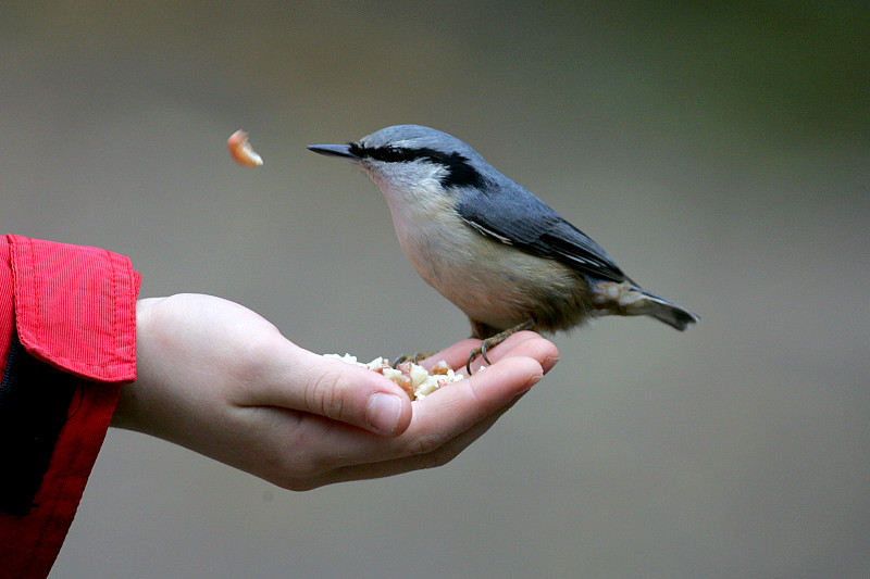 P�hkin�nakkeli Sitta europaeus