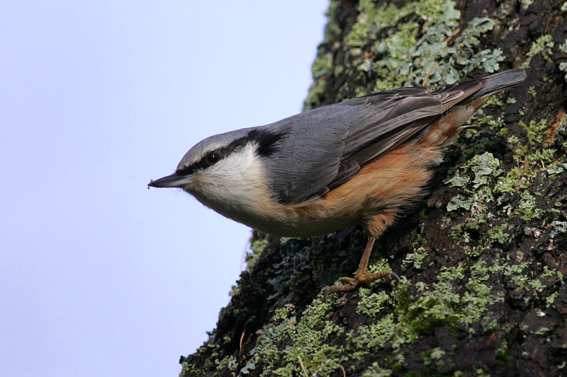 P�hkin�nakkeli Sitta europaeus