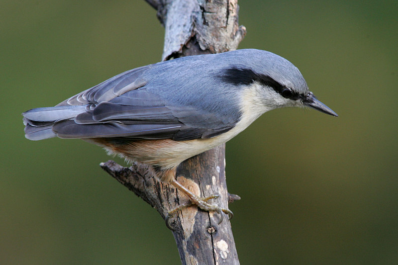 P�hkin�nakkeli Sitta europaeus
