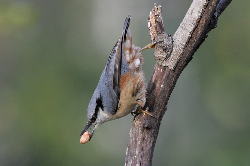 P�hkin�nakkeli Sitta europaeus