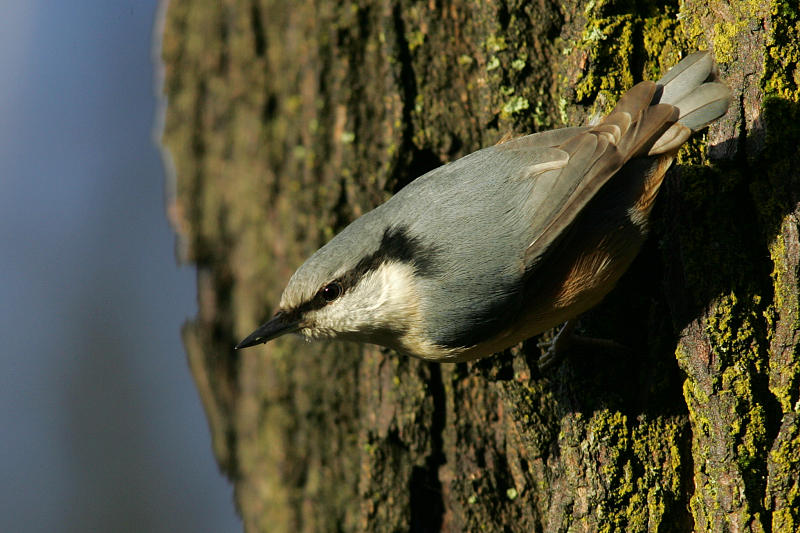 P�hkin�nakkeli Sitta europaeus