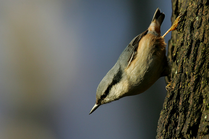 P�hkin�nakkeli Sitta europaeus