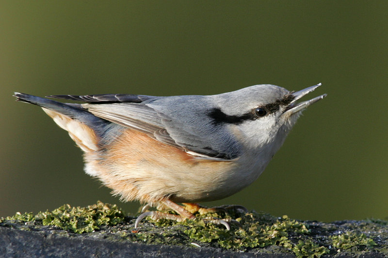 P�hkin�nakkeli Sitta europaeus
