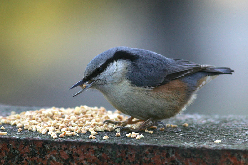 P�hkin�nakkeli Sitta europaeus