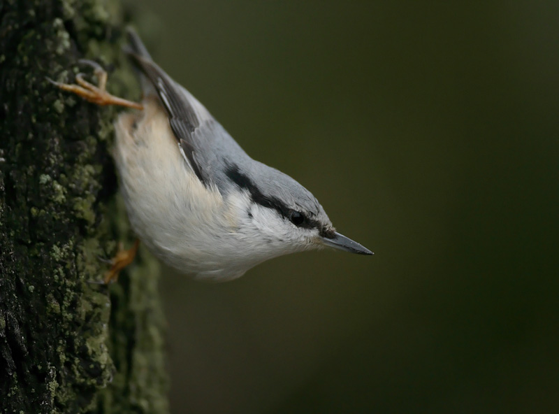 P�hkin�nakkeli Eurasian Nuthatch Sitta europaeus