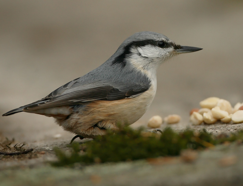 P�hkin�nakkeli Eurasian Nuthatch Sitta europaeus