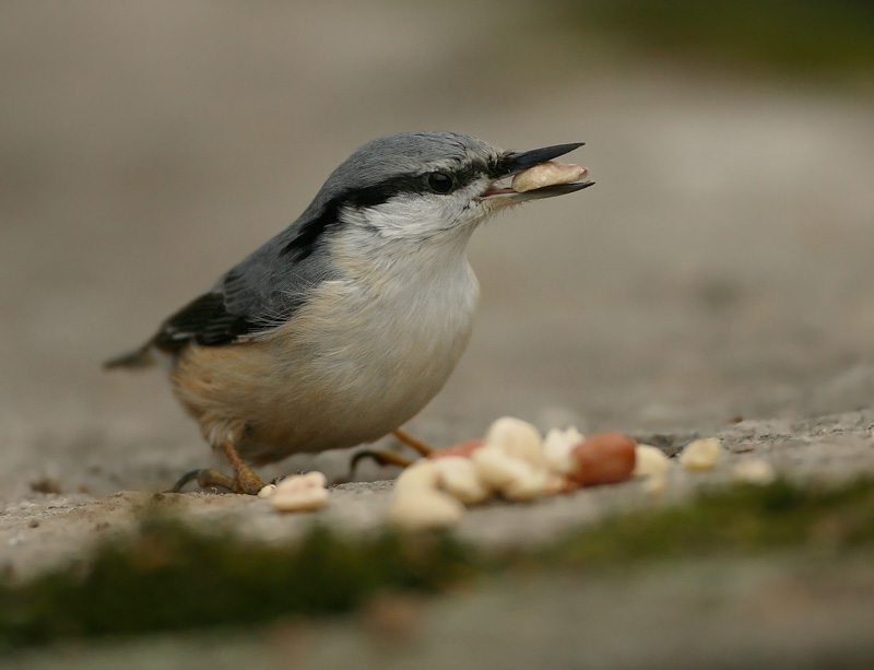 P�hkin�nakkeli Eurasian Nuthatch Sitta europaeus