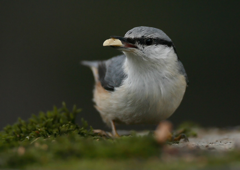P�hkin�nakkeli Eurasian Nuthatch Sitta europaeus