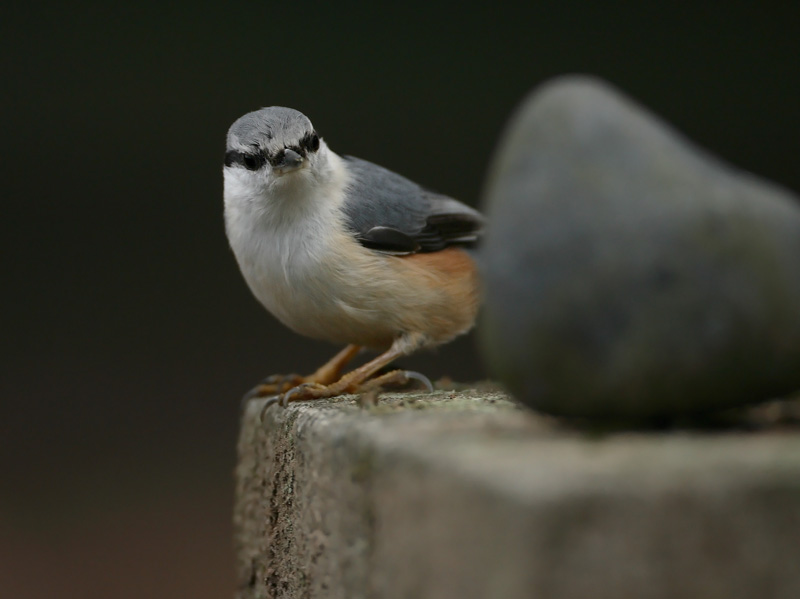 P�hkin�nakkeli Eurasian Nuthatch Sitta europaeus