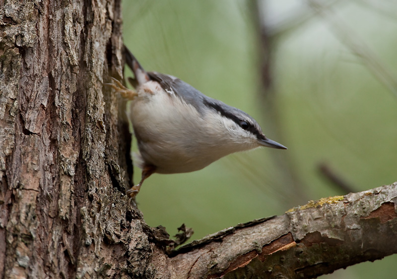 P�hkin�nakkeli Eurasian Nuthatch Sitta europaeus