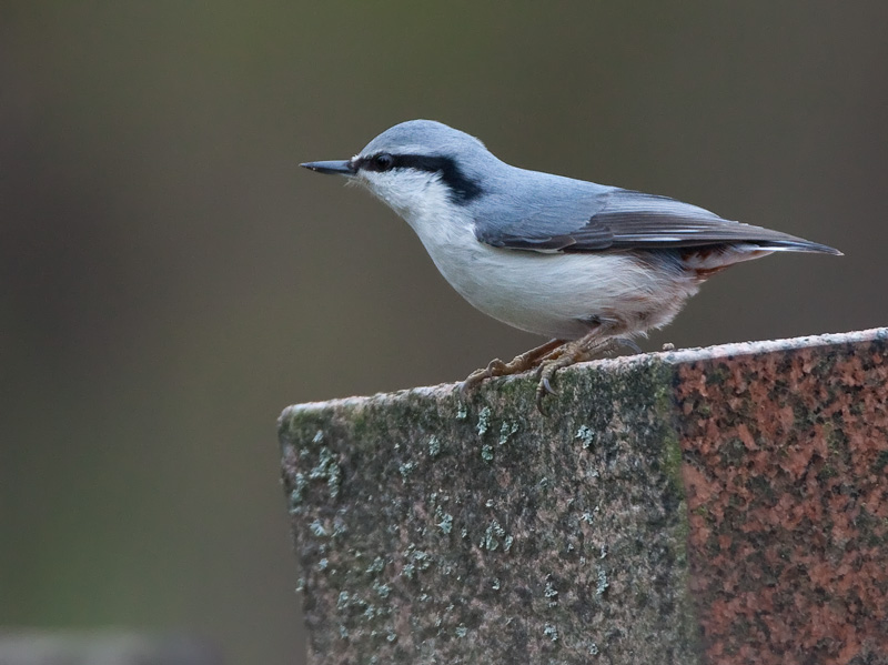 P�hkin�nakkeli Eurasian Nuthatch Sitta europaeus