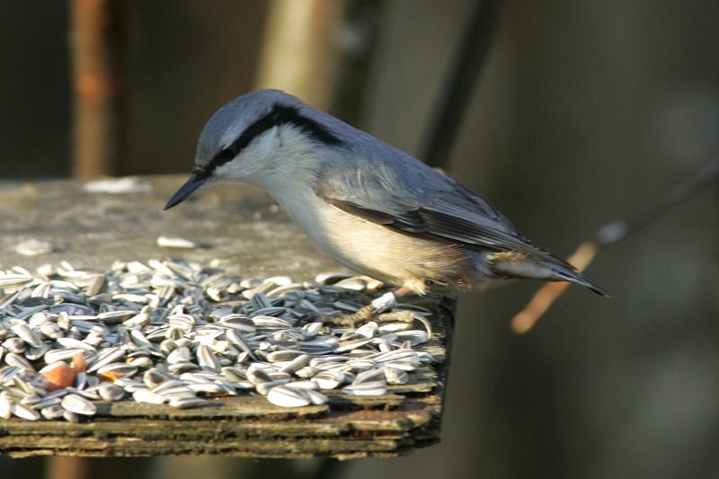 P�hkin�nakkeli Eurasian Nuthatch Sitta europaeus