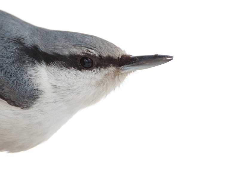 P�hkin�nakkeli Eurasian Nuthatch Sitta europaeus