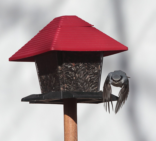 P�hkin�nakkeli Eurasian Nuthatch Sitta europaeus