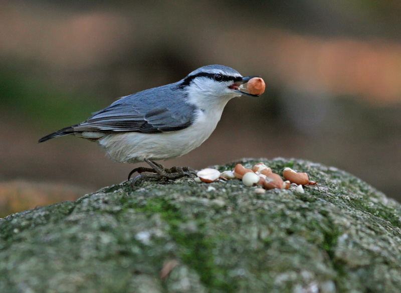 P�hkin�nakkeli Eurasian Nuthatch Sitta europaeus