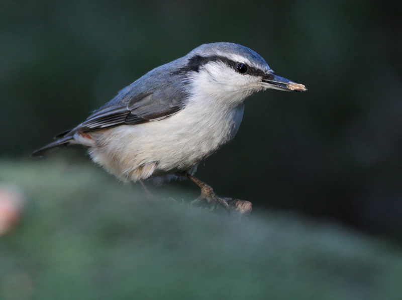 P�hkin�nakkeli Eurasian Nuthatch Sitta europaeus