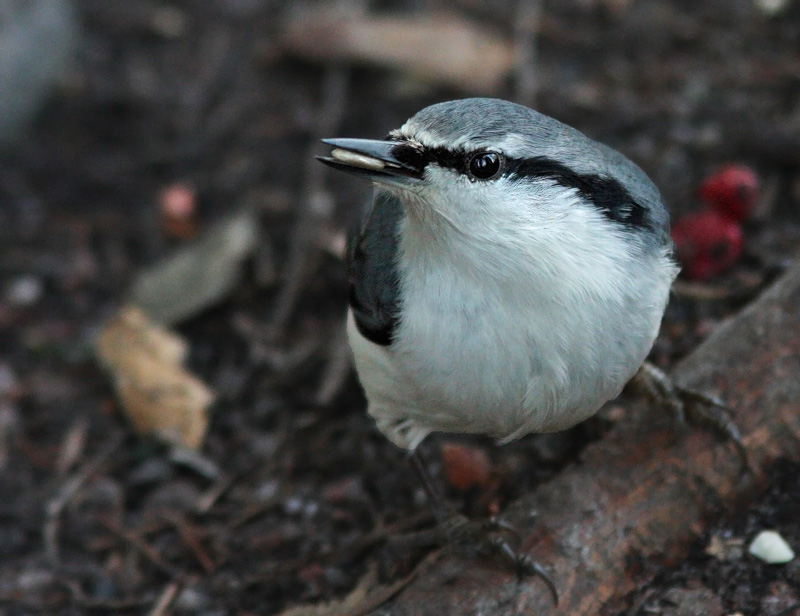 P�hkin�nakkeli Eurasian Nuthatch Sitta europaeus
