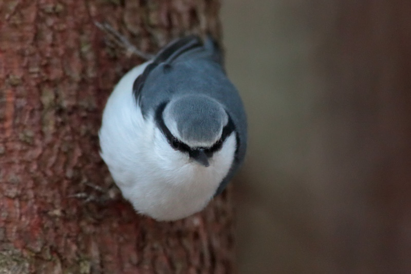 P�hkin�nakkeli Eurasian Nuthatch Sitta europaeus