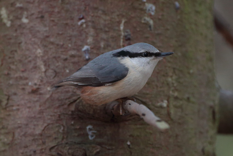 P�hkin�nakkeli Eurasian Nuthatch Sitta europaeus