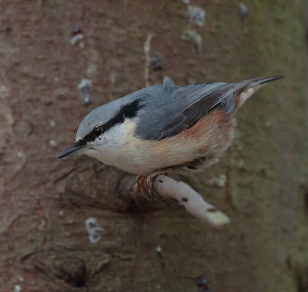 P�hkin�nakkeli Eurasian Nuthatch Sitta europaeus