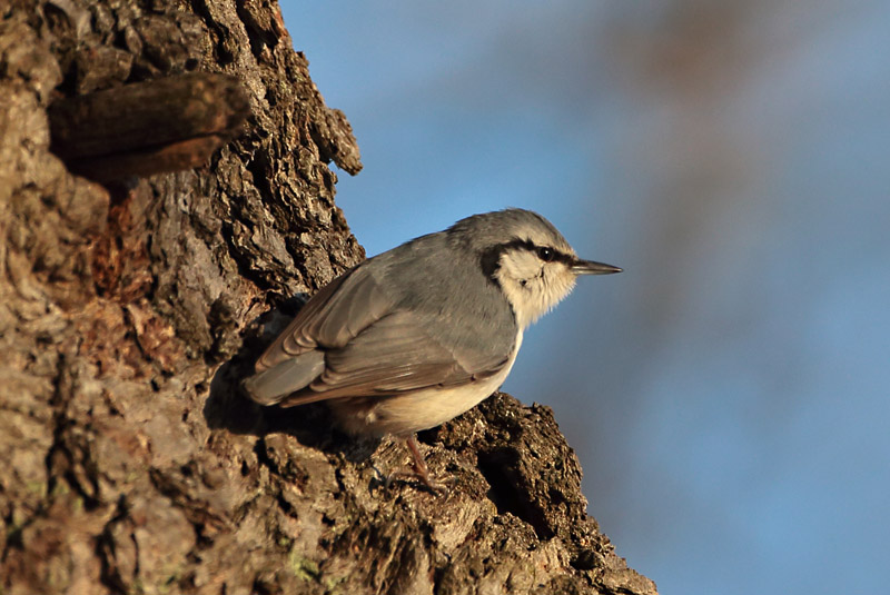 P�hkin�nakkeli Eurasian Nuthatch Sitta europaeus