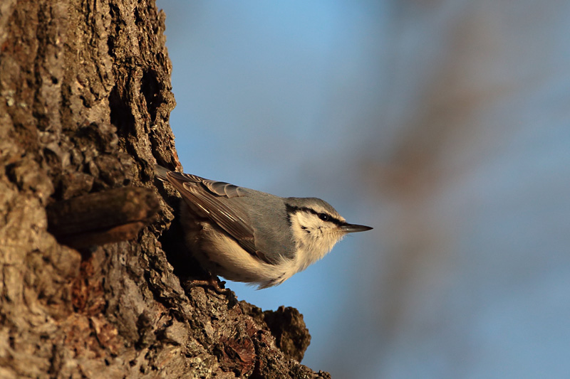 P�hkin�nakkeli Eurasian Nuthatch Sitta europaeus