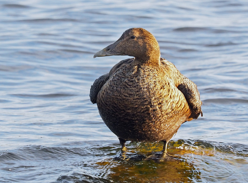 Haahka Common Eider (Somateria mollissima)