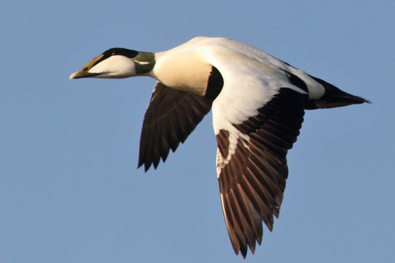 Haahka Common Eider (Somateria mollissima)