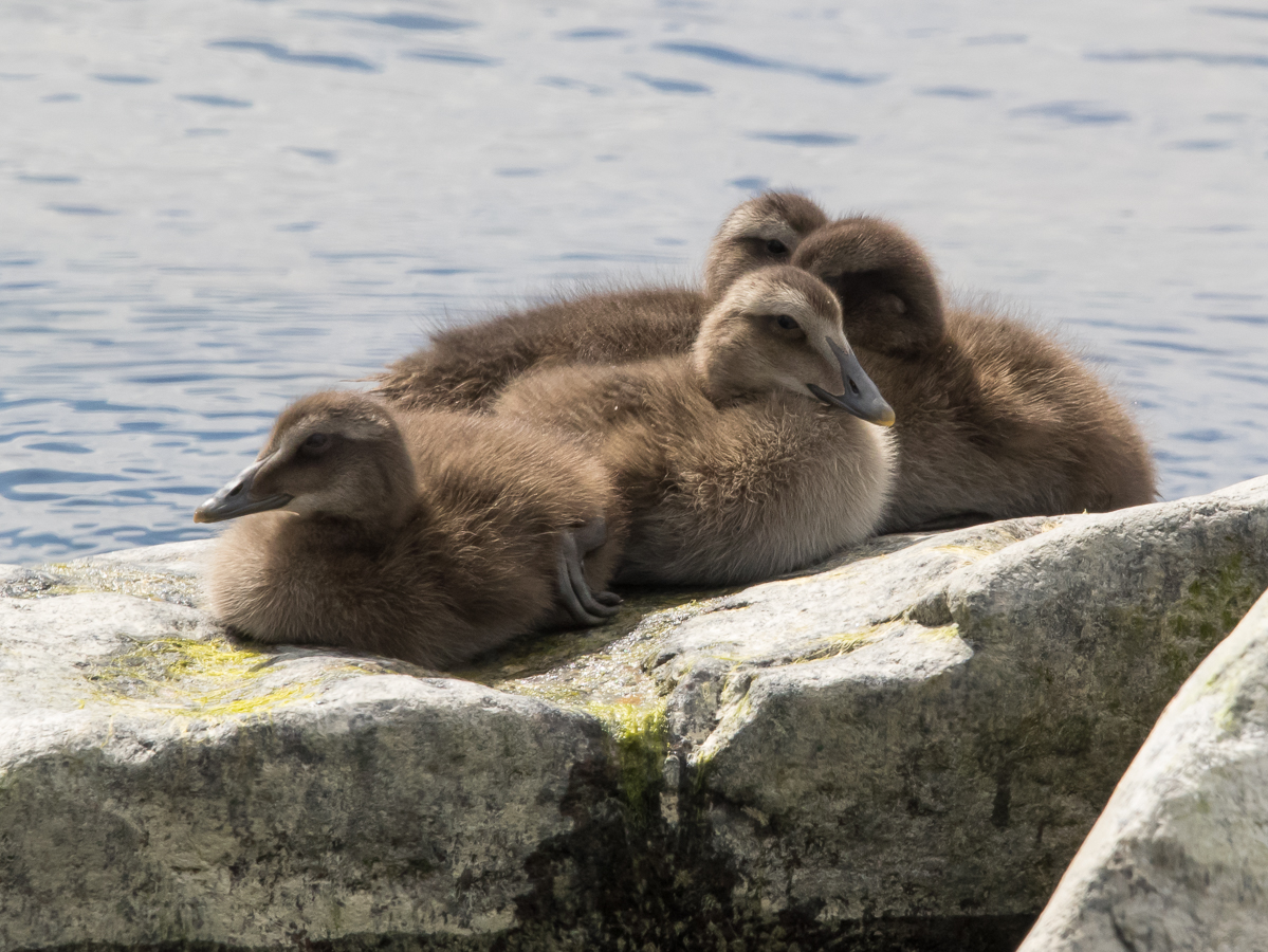 Haahka Common Eider (Somateria mollissima)