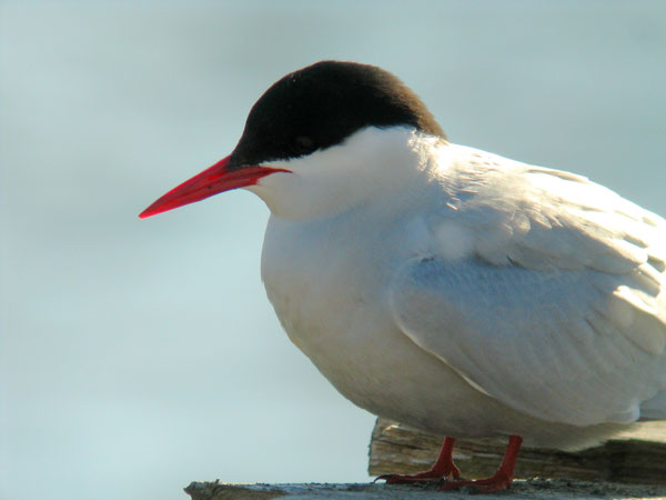 Lapintiira