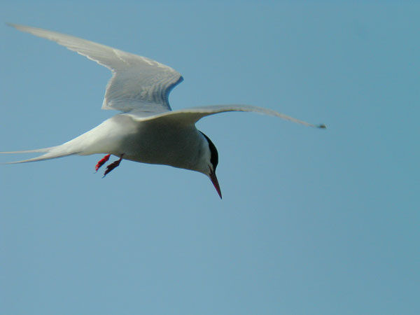 Lapintiira