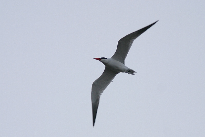 R�ysk� (Sterna caspia)
