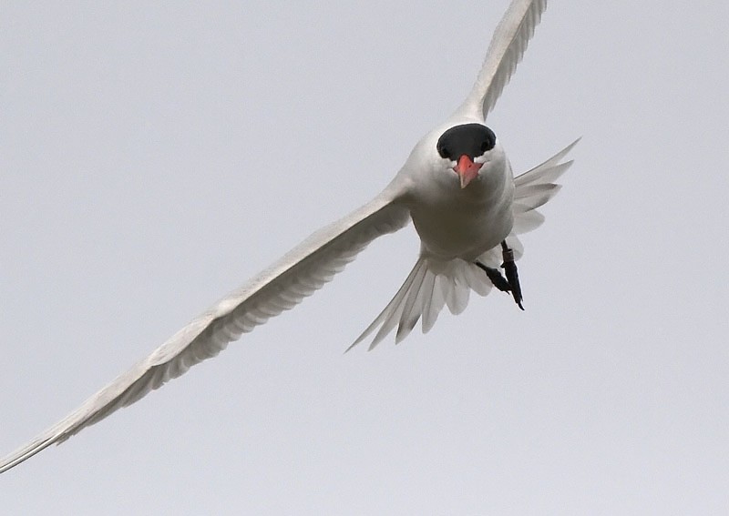 R�ysk� (Sterna caspia)