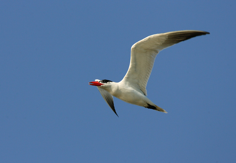 R�ysk� (Sterna caspia)
