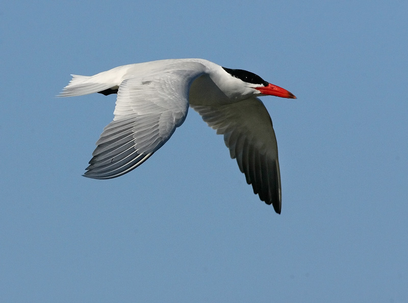 R�ysk� Caspian Tern (Sterna caspia)