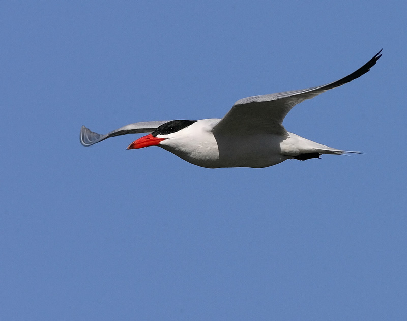 R�ysk� Caspian Tern (Sterna caspia)