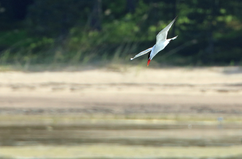 R�ysk� Caspian Tern (Sterna caspia)