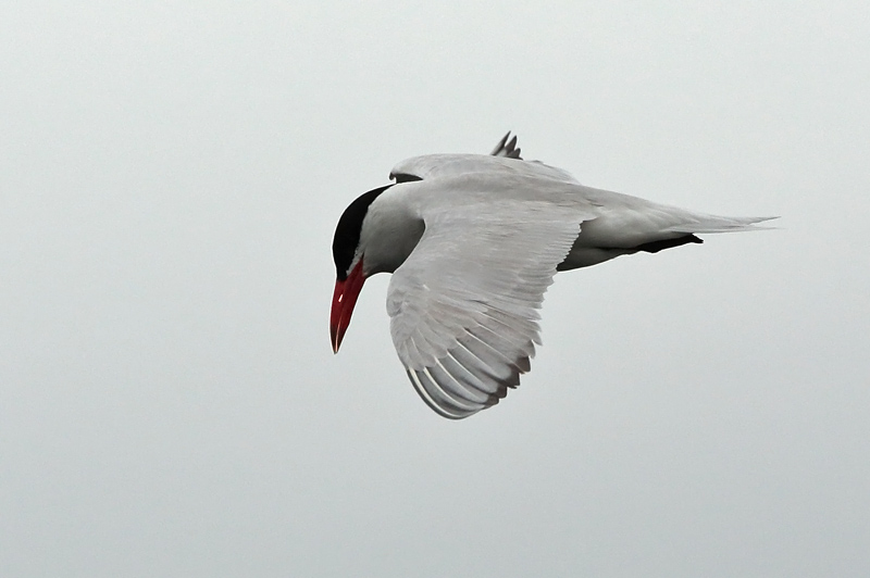 R�ysk� Caspian Tern (Sterna caspia)