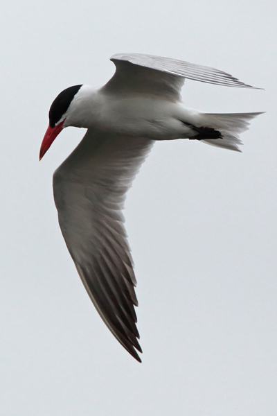 R�ysk� Caspian Tern (Sterna caspia)