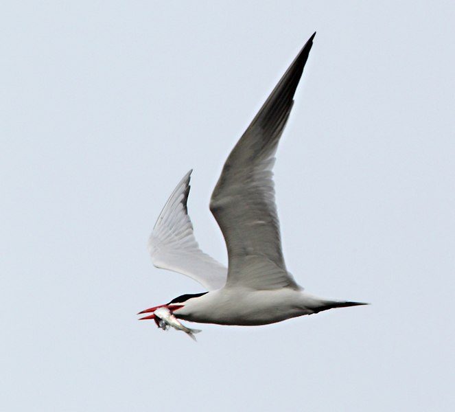 R�ysk� Caspian Tern (Sterna caspia)
